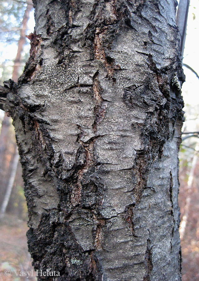 Image of Betula kotulae specimen.