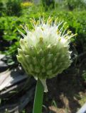 Allium fistulosum