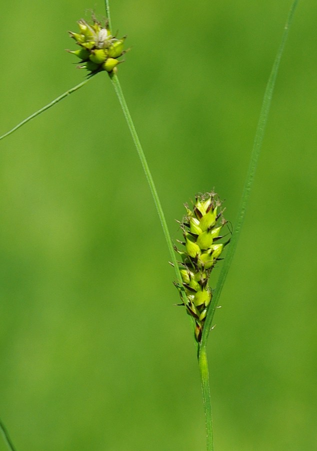 Image of Carex melanostachya specimen.