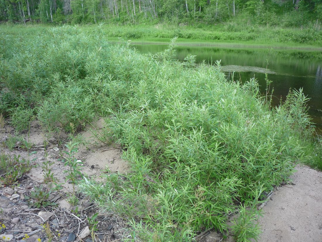 Image of Salix viminalis specimen.