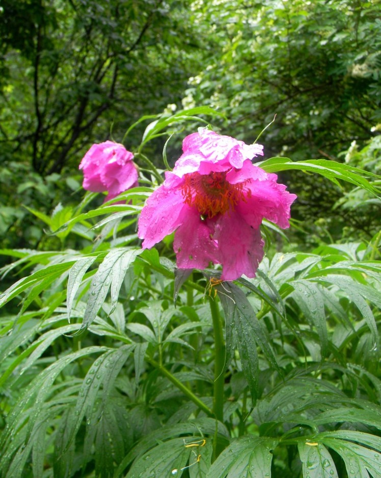 Image of Paeonia anomala specimen.