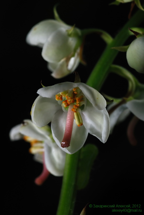 Изображение особи Pyrola rotundifolia.