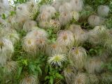 Смотреть изображение Clematis serratifolia
