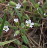 Cerastium pseudobulgaricum. Соцветие. Ростовская обл., Усть-Донецкий р-н, заказник \"Нижне-Кундрюченский\", окр. станицы Усть-Быстрянская, на песчаной почве. 21.04.2012.