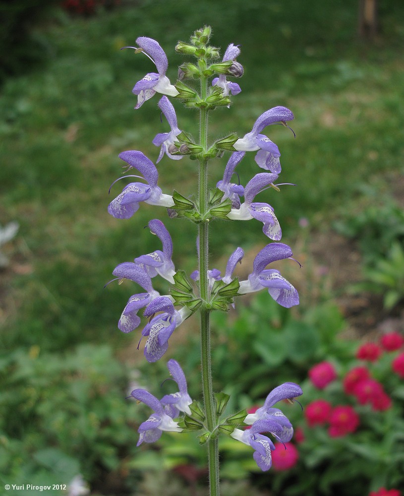 Изображение особи Salvia forskahlei.