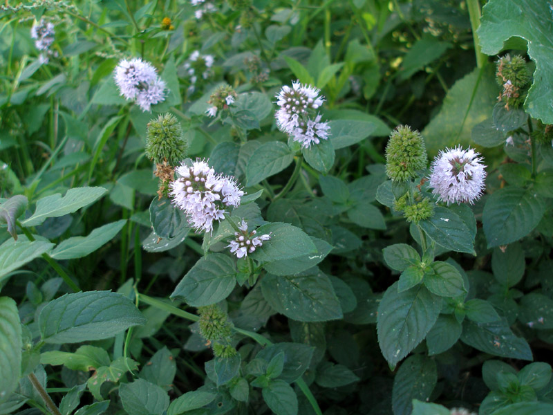 Image of Mentha aquatica specimen.