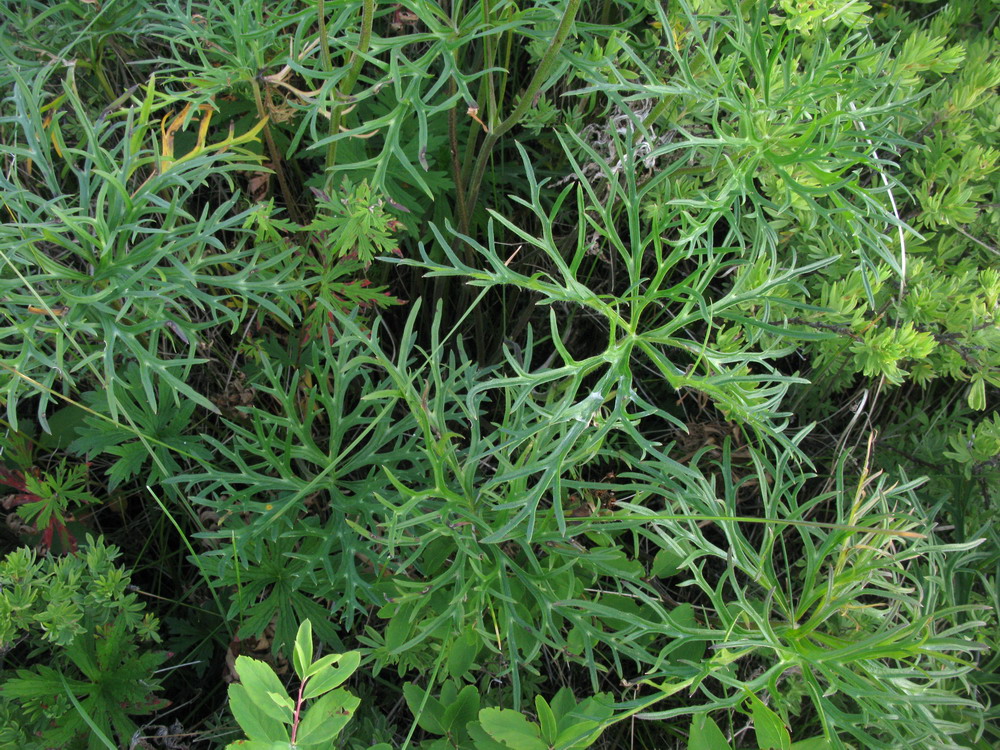 Image of Aconitum barbatum specimen.