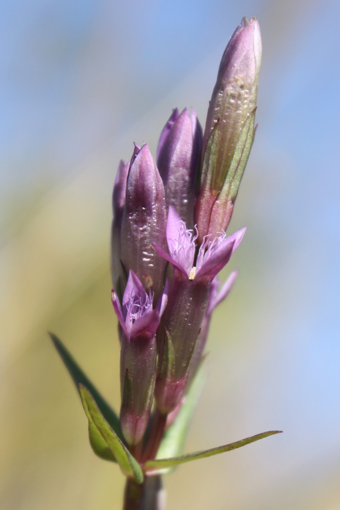 Image of Gentianella amarella specimen.