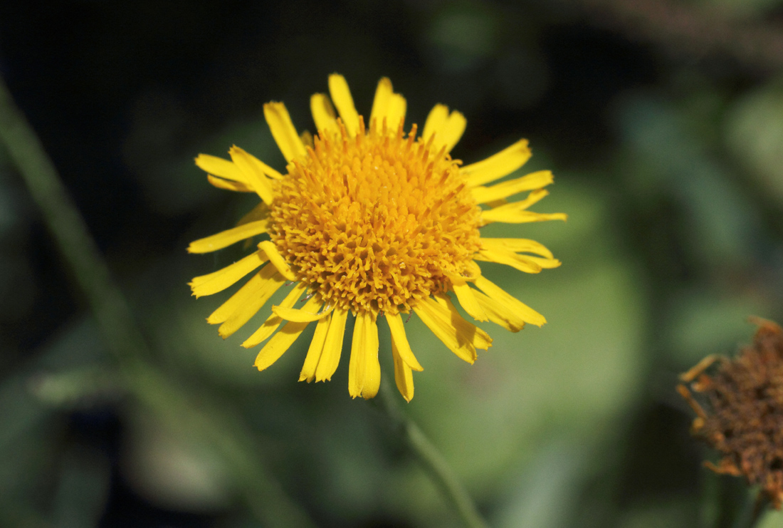 Image of Pulicaria dysenterica specimen.