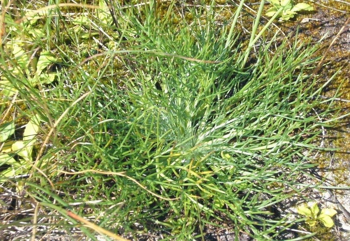 Image of Artemisia limosa specimen.