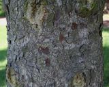 Picea sitchensis. Часть ствола взрослого дерева. Германия, г. Krefeld, ботанический сад. 16.09.2012.