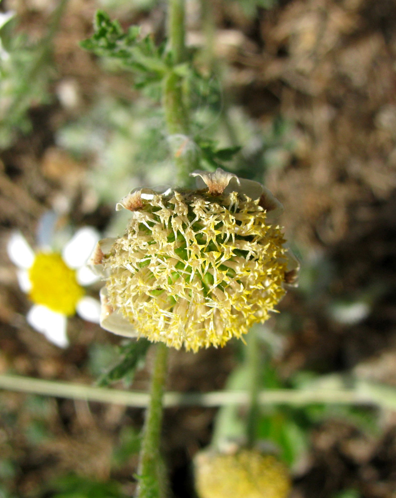 Image of familia Asteraceae specimen.