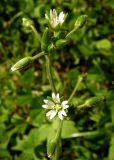 Cerastium holosteoides