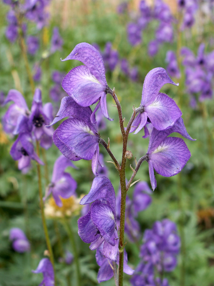 Изображение особи Aconitum nemorum.