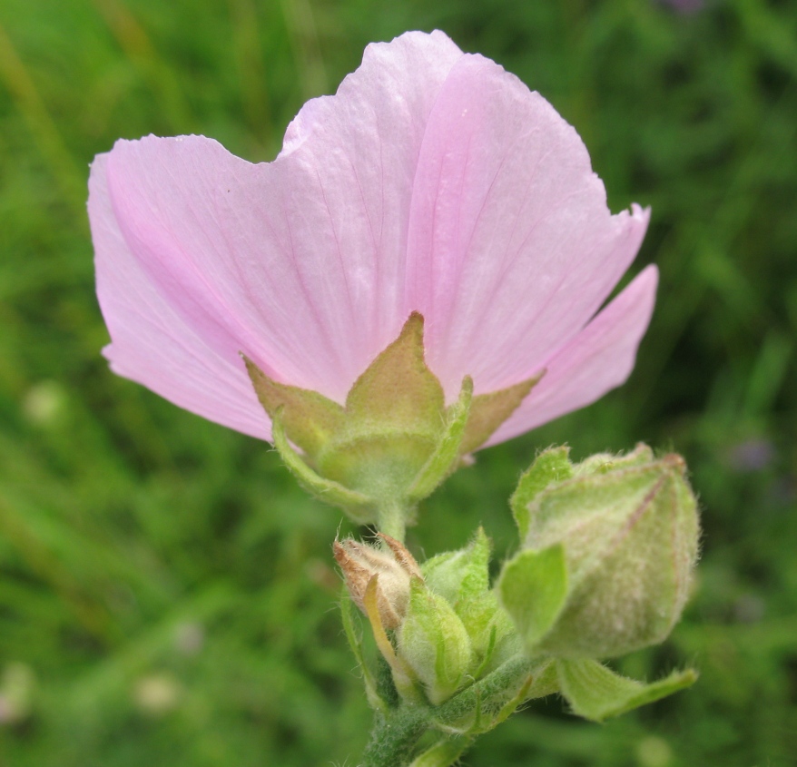 Image of Malva excisa specimen.