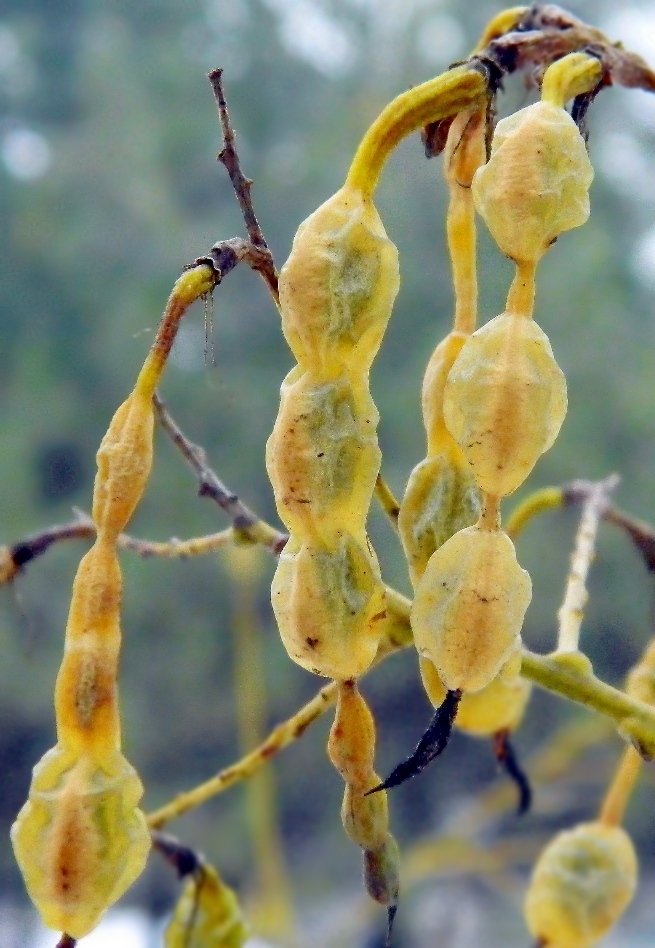 Image of Styphnolobium japonicum specimen.