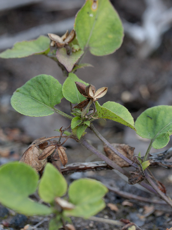 Image of genus Viola specimen.