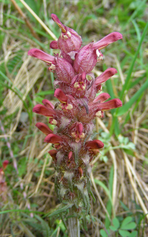 Изображение особи Pedicularis alberti.