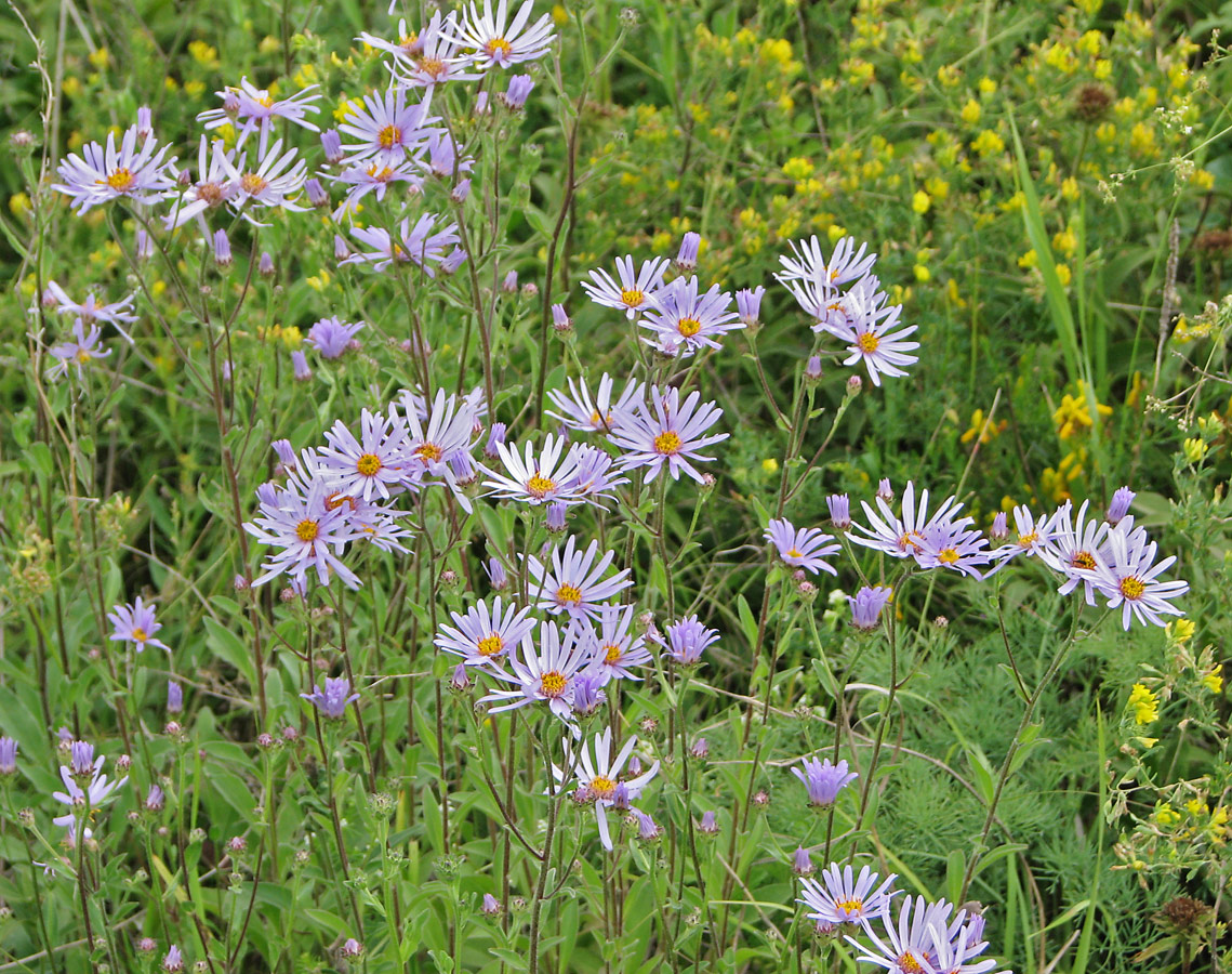 Image of Aster amellus specimen.