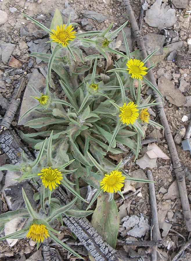 Image of Pallenis spinosa specimen.