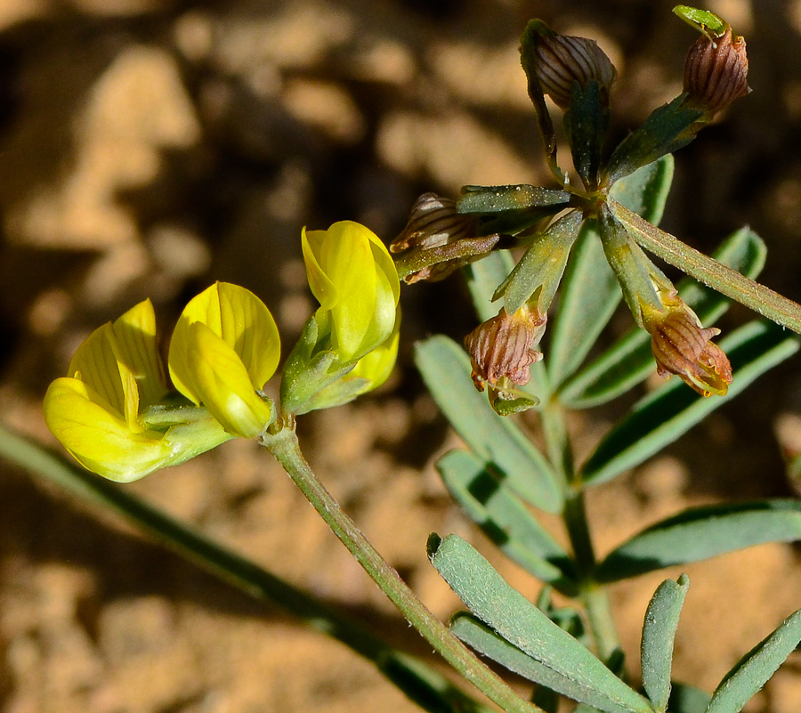 Image of Hippocrepis areolata specimen.