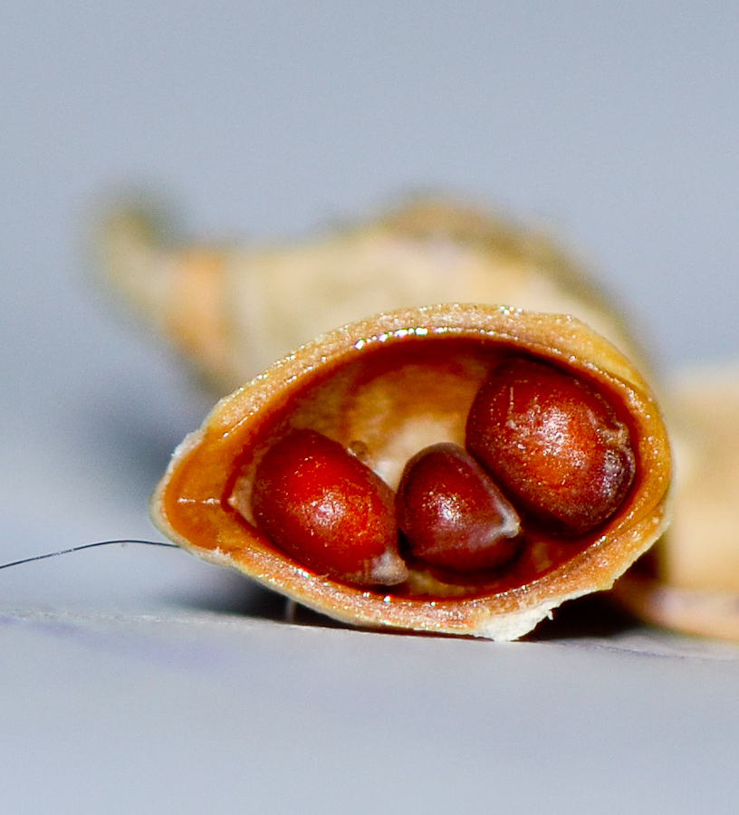 Image of Carrichtera annua specimen.