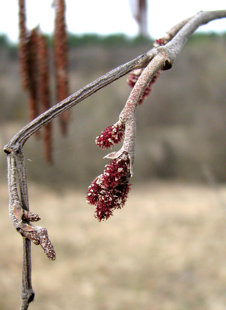 Image of Alnus incana specimen.