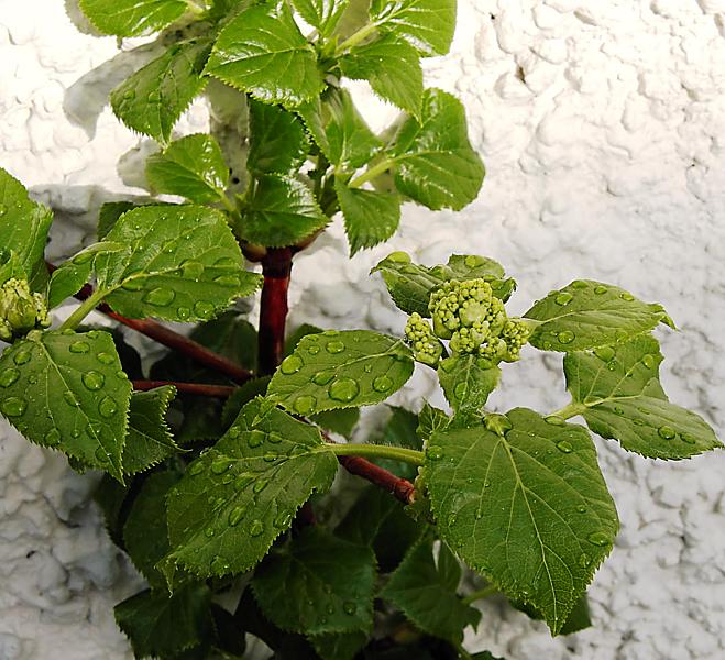 Image of Hydrangea petiolaris specimen.