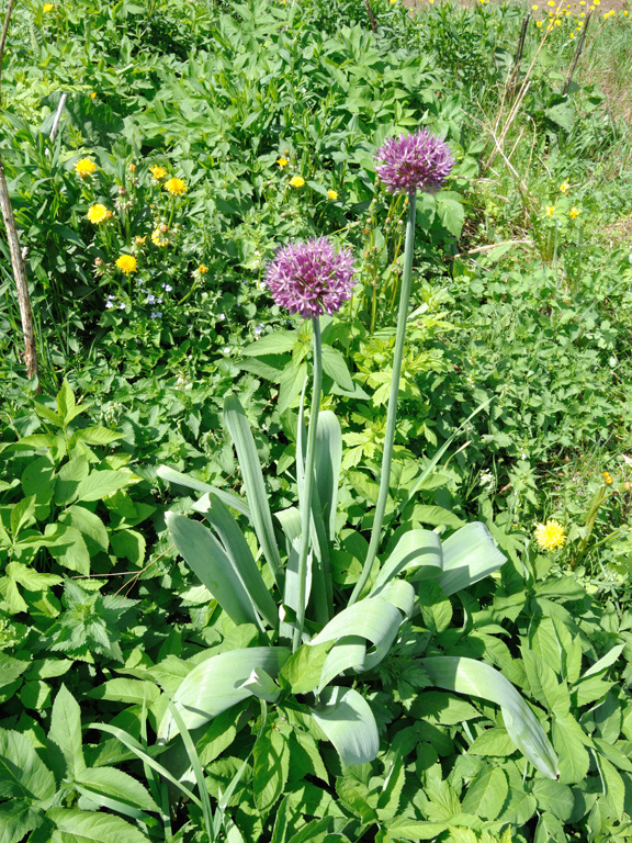 Image of Allium aflatunense specimen.