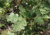 Quercus pubescens. Верхушка ветки. Южный берег Крыма, мыс Никитин. 22.05.2013.