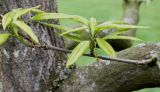 Quercus imbricaria. Веточка с недоразвитым соцветием. Германия, г. Krefeld, Ботанический сад. 11.05.2013.