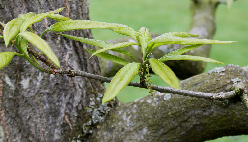 Image of Quercus imbricaria specimen.