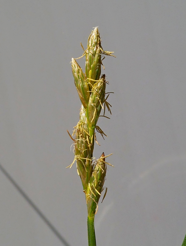 Изображение особи Carex leporina.