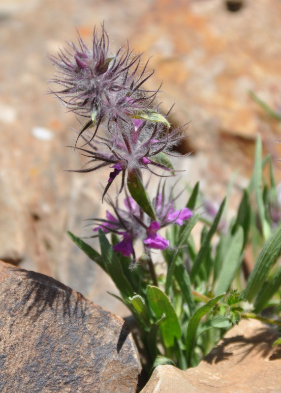 Image of Stachys lavandulifolia specimen.