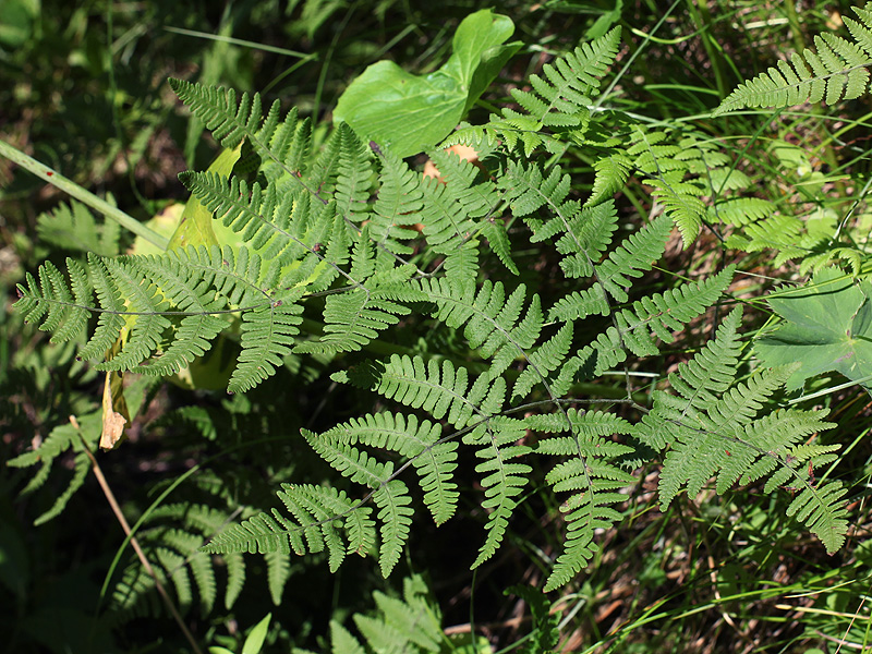 Image of Gymnocarpium robertianum specimen.