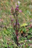 Gentianella amarella