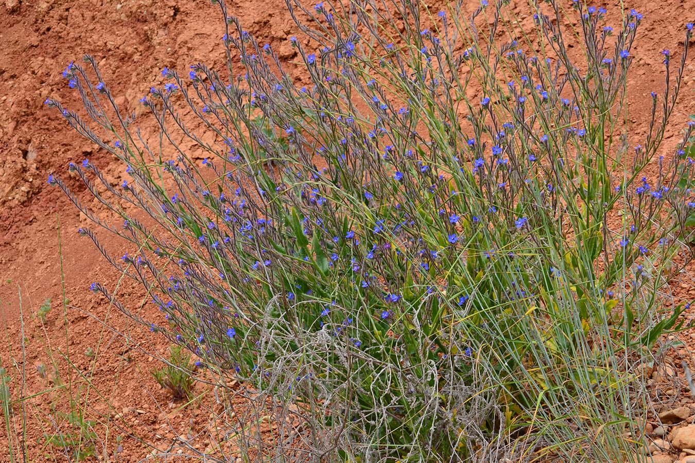 Image of Anchusa azurea specimen.