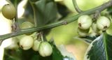 Ilex aquifolium. Часть веточки со зреющими плодами. Германия, г. Krefeld, Ботанический сад. 25.07.2013.