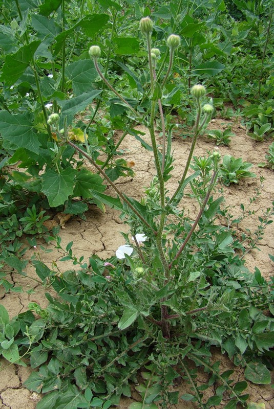 Изображение особи Crepis foetida.