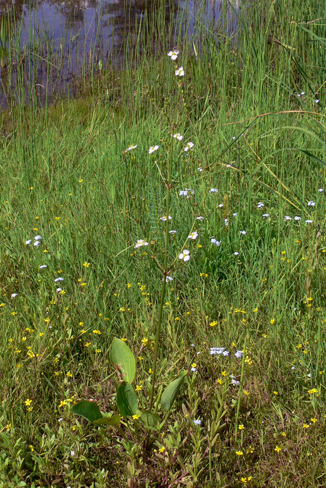 Image of Alisma plantago-aquatica specimen.