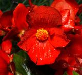 Begonia × tuberhybrida