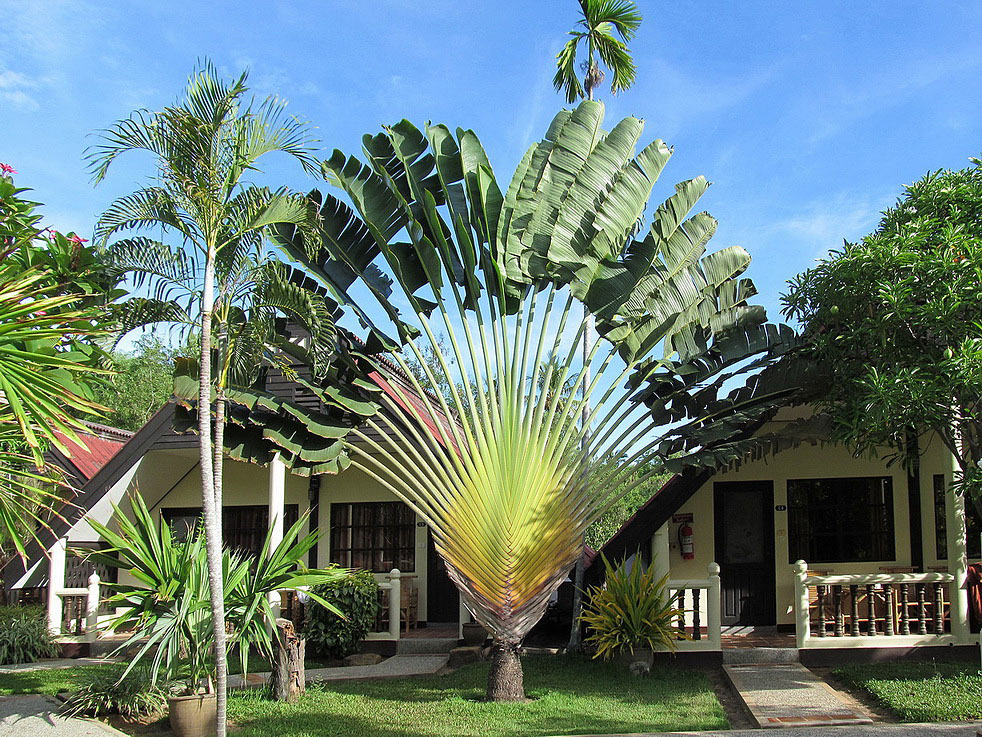 Изображение особи Ravenala madagascariensis.