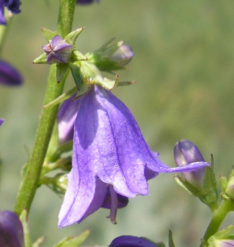 Image of Campanula &times; spryginii specimen.