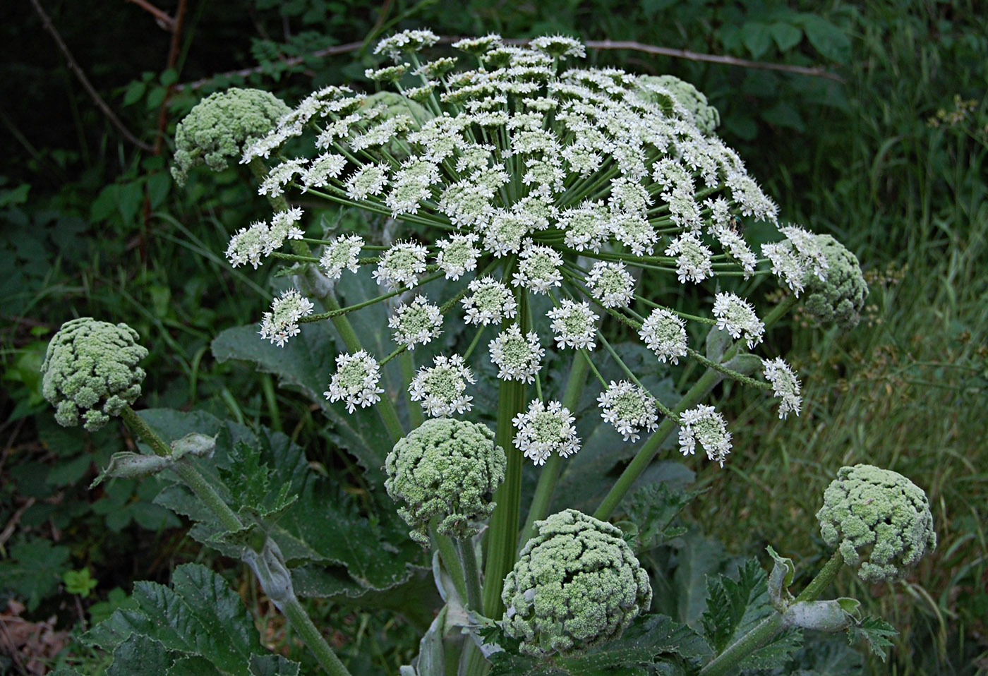 Изображение особи Heracleum stevenii.