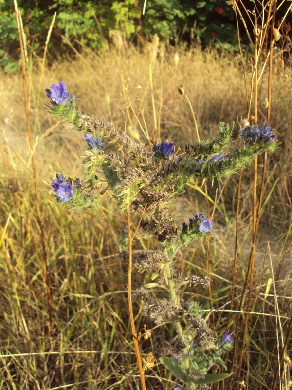 Image of Echium vulgare specimen.