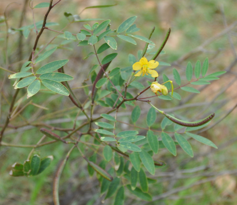 Image of Senna socotrana specimen.