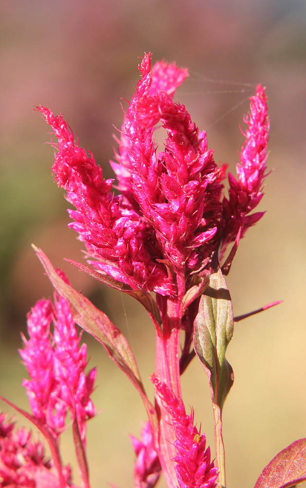 Изображение особи Celosia cristata.