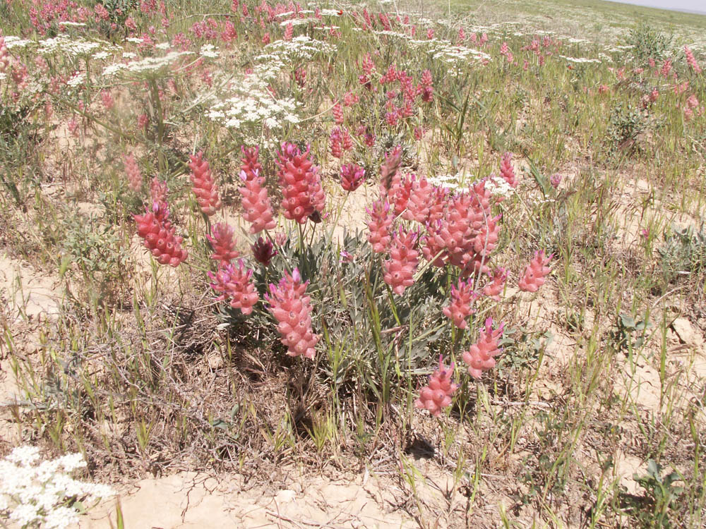 Image of Astragalus schrenkianus specimen.