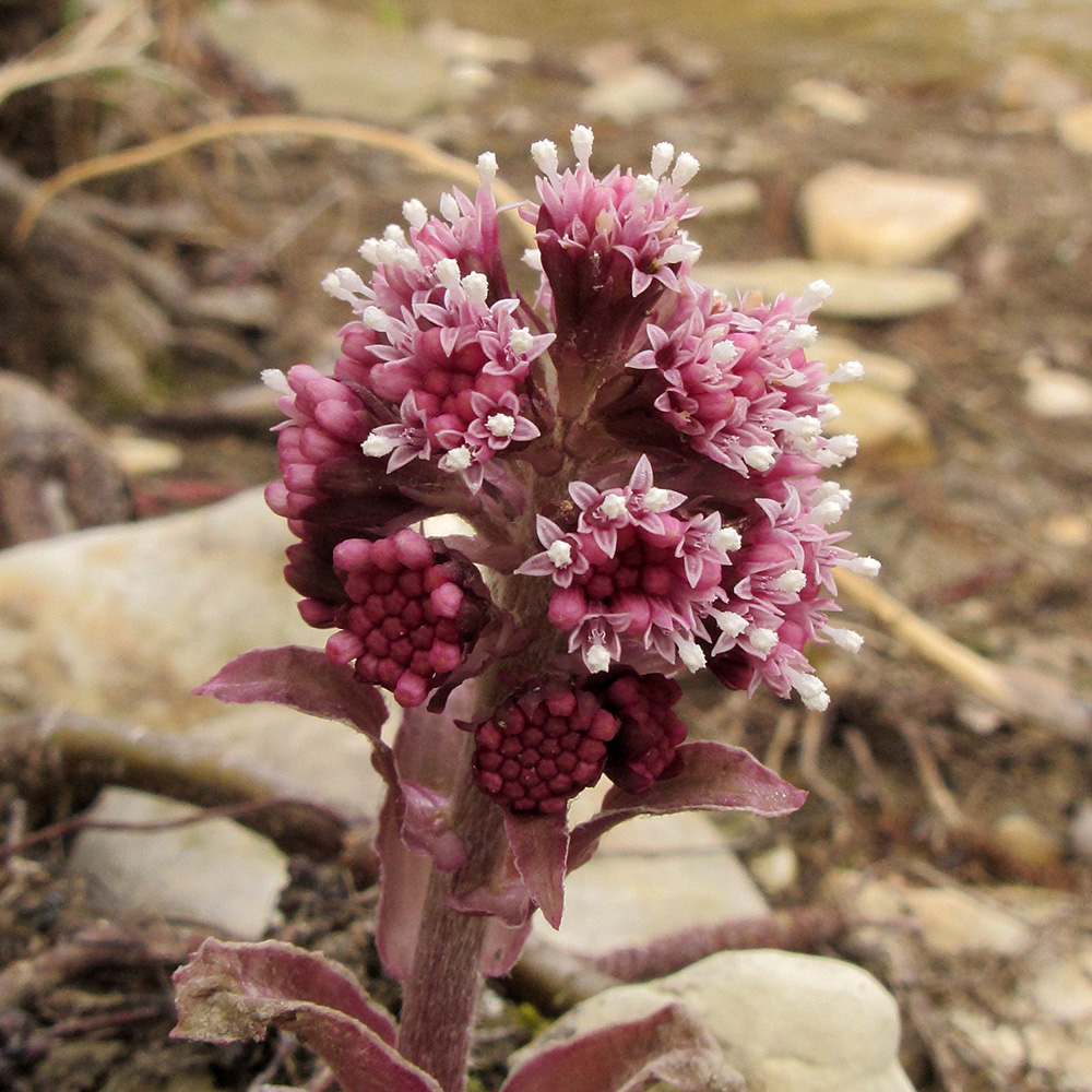 Image of Petasites hybridus specimen.