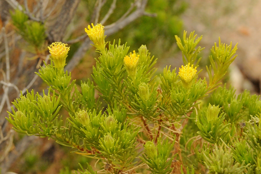 Изображение особи Peucephyllum schottii.